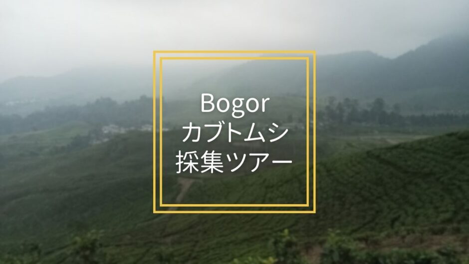 Bogor(ボゴール)昆虫採集ツアーでカブトムシを捕まえた話