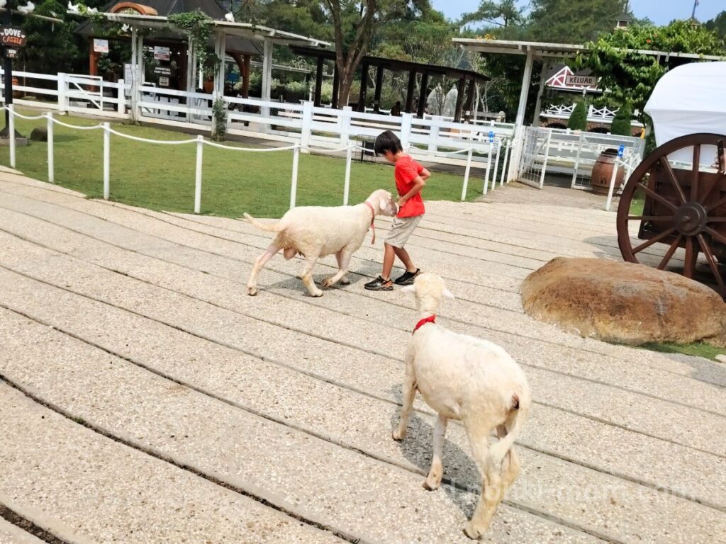 Bogor（ボゴール）のDairyland Farm -ヤギの餌やり