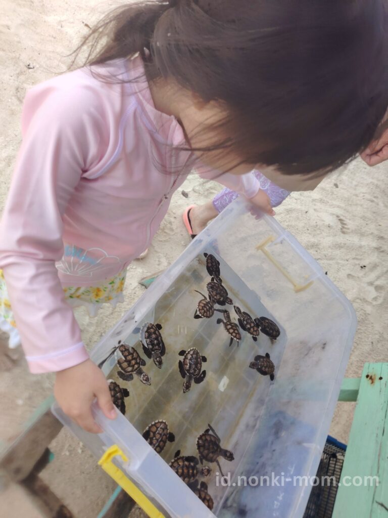 子連れBelitung(ブリトゥン)島-ウミガメの赤ちゃん