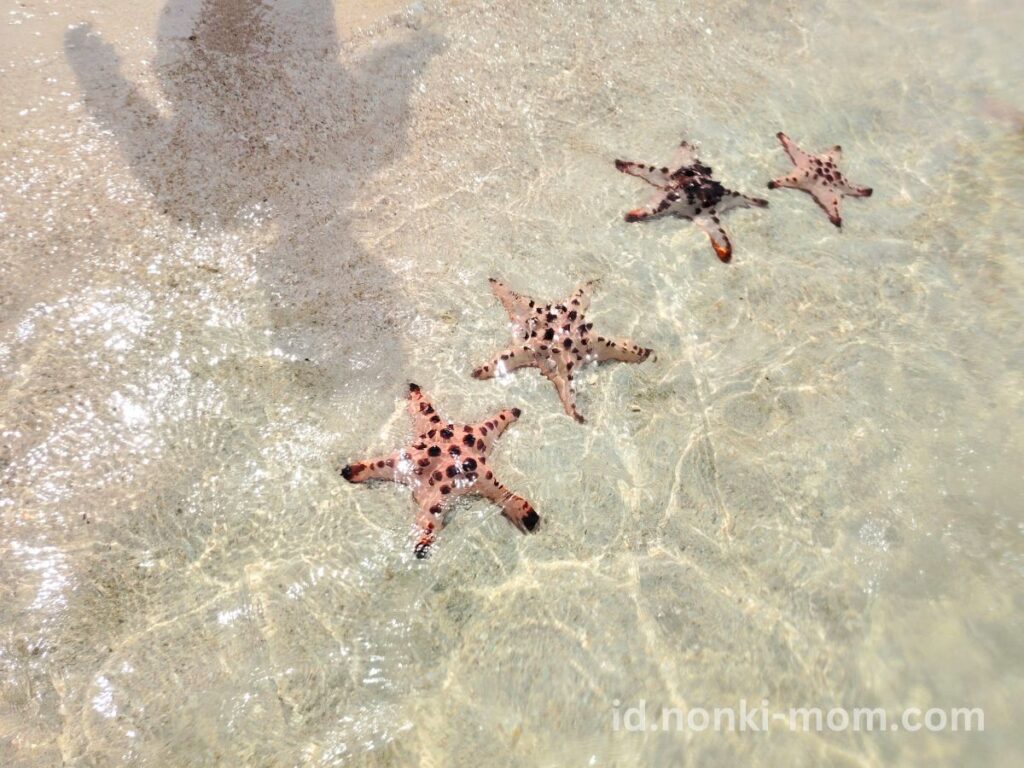 子連れBelitung(ブリトゥン)島- Pulau Pasir のヒトデ