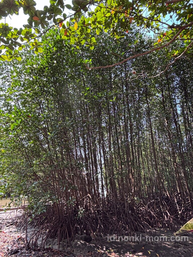 マングローブ-【子連れお出かけ】Pramuka島日帰りツアー